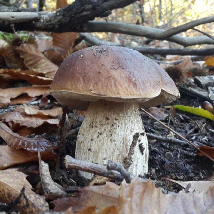 Le Mercou En Cevennes Saint-Martin-de-Boubaux Εξωτερικό φωτογραφία